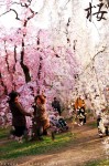sakura-k2